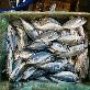 detail image1 FROZEN HORSE MACKEREL