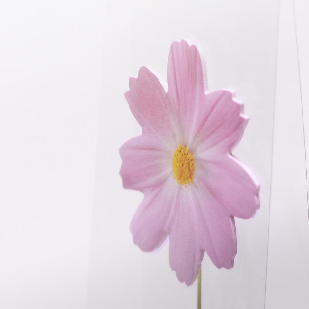 Sticky Leaf - Cosmos