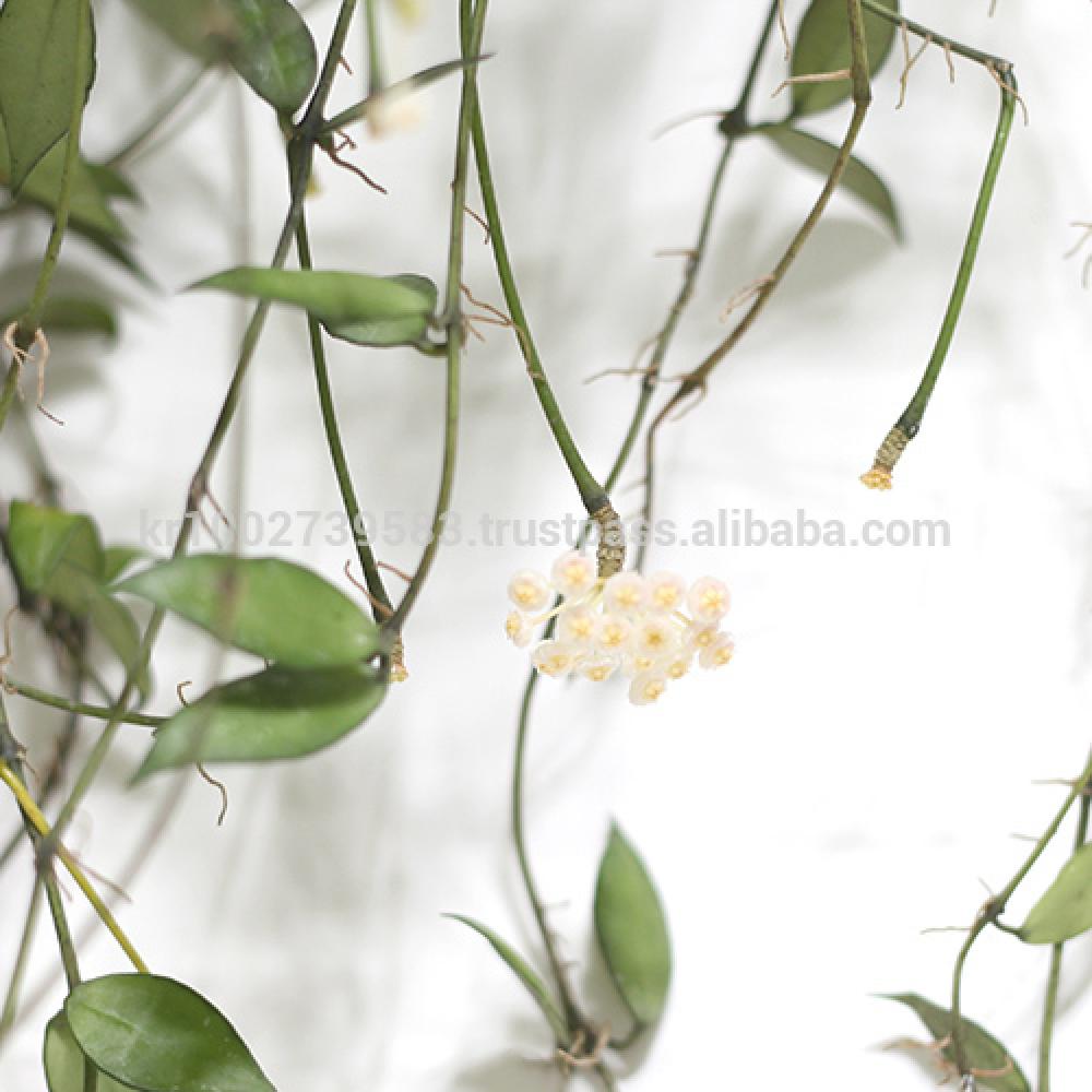 Great Houseplants " Hoya lacunosa " by Joinflower Joinfolia