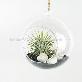 full image Tillandsia Hanging Glass Gift Set." Black Sea " by Joinflower Joinfolia