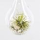 detail image1 Tillandsia Air Plants Hanging Teardrop glass Ionantha set by Joinflower Joinfolia
