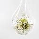 detail image2 Tillandsia Air Plants Hanging Teardrop glass Ionantha set by Joinflower Joinfolia