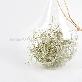 detail image2 Beautiful Air Plants Hanging Terrarium Set " Spanish Moss " Joinflower Joinfolia