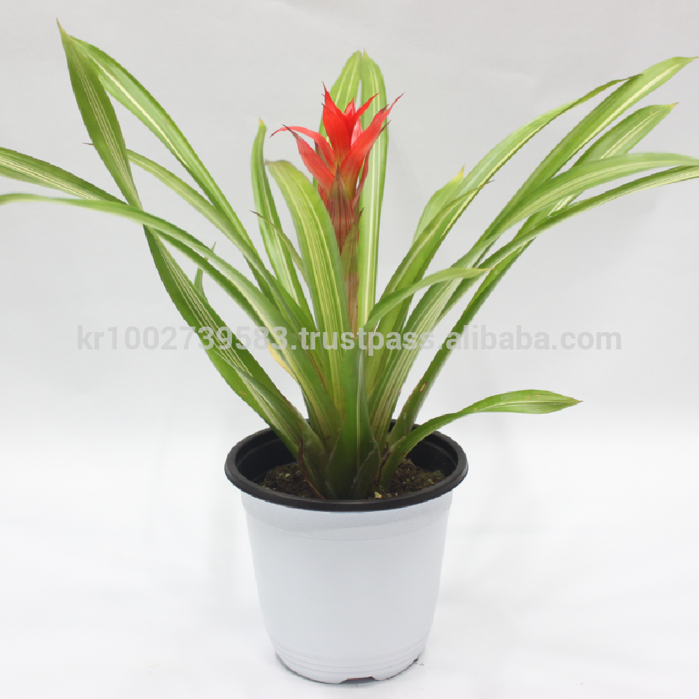 Wonderfully stunning table top plants guzmania " Grand Prix " Joinflower Joinfolia